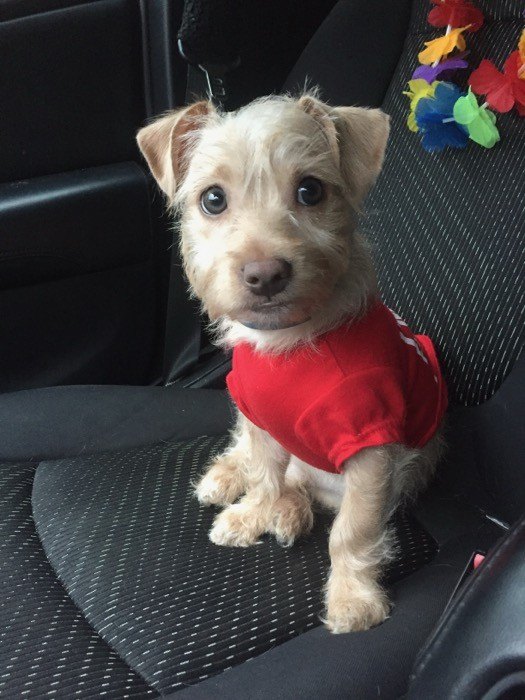 Suggies in his red shirt sitting in the parked roadster